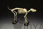 Canine Large Skeleton Anatomical Model